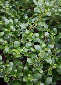 Coprosma 'Middlemore'